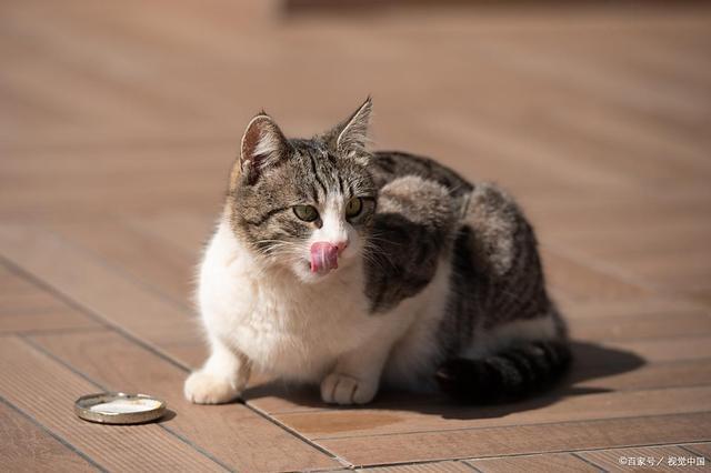 严重？症状分析+处理建议铲屎官必看！k8