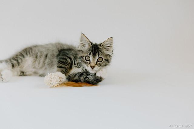 严重？症状分析+处理建议铲屎官必看！k8凯发网站B猫咪误食木糖醇后果多(图4)