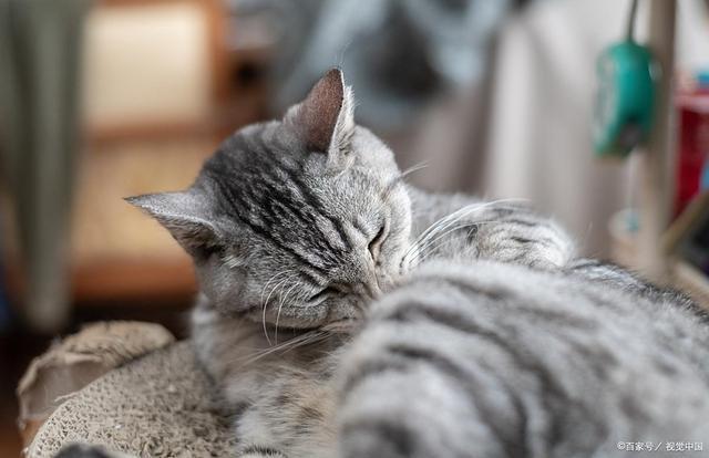 严重？症状分析+处理建议铲屎官必看！k8凯发网站B猫咪误食木糖醇后果多(图2)