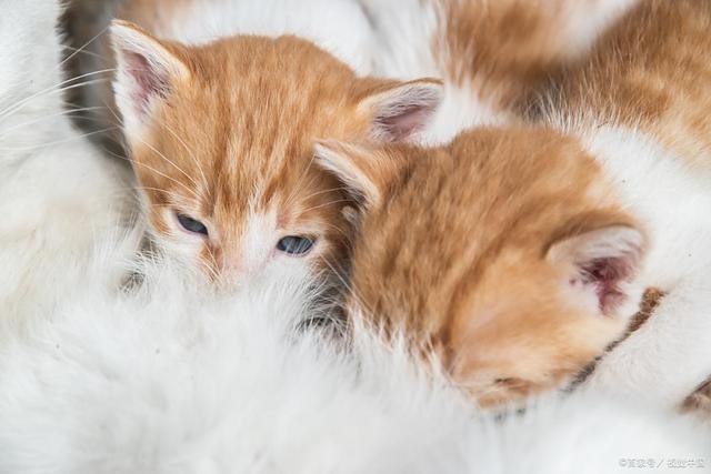 严重？症状分析+处理建议铲屎官必看！k8凯发网站B猫咪误食木糖醇后果多(图3)